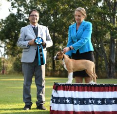 09.08.24.| ASTCQ Championship Show | Baby Puppy In Show | Judge: Antonio Oliveira (Brazil)